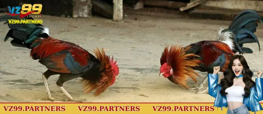 Một số nét cơ bản về bộ môn này